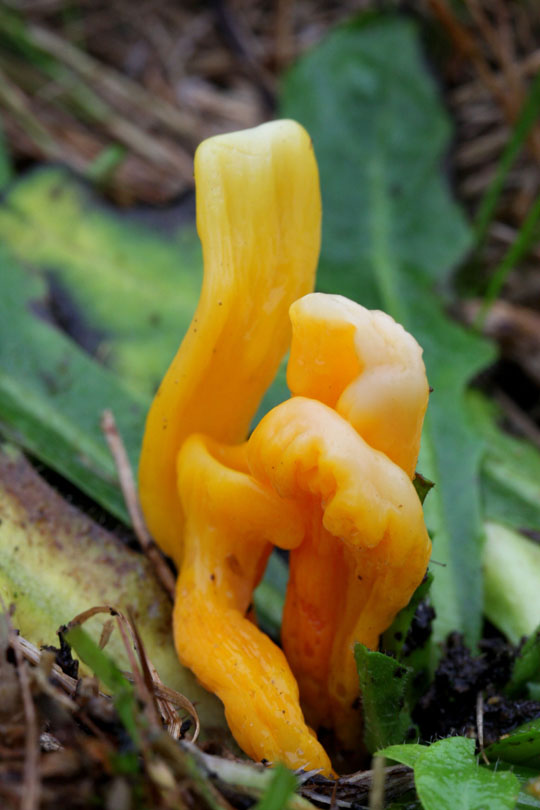 Clavulinopsis luteoalba  ( Apricot Club )