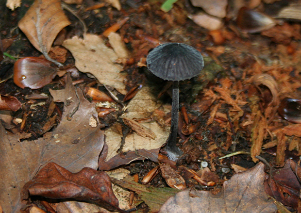 Mycena galopus nigra