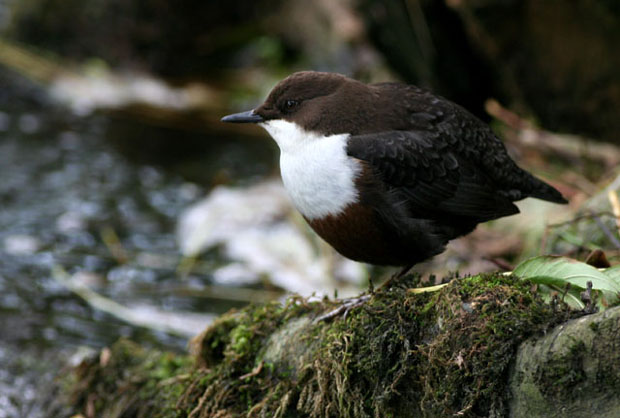  DIPPER  Cinclus cinclus