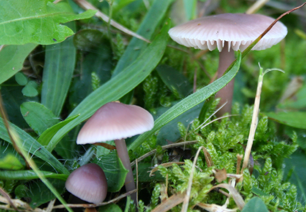 Mycena pura (LILAC BELL CAP)