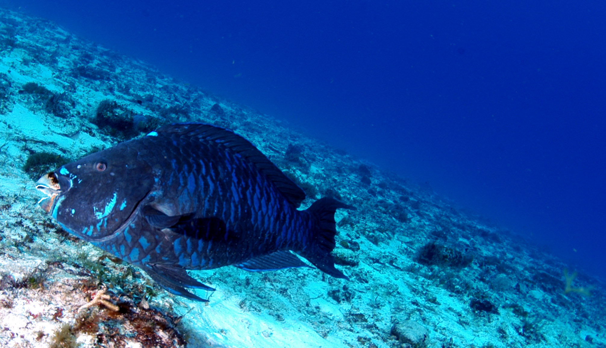 Midnight parrotfish