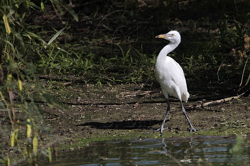 _MG_7591 Cattle Egret.jpg