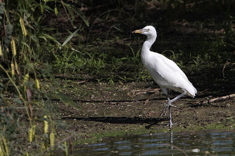 _MG_7594 Cattle Egret.jpg
