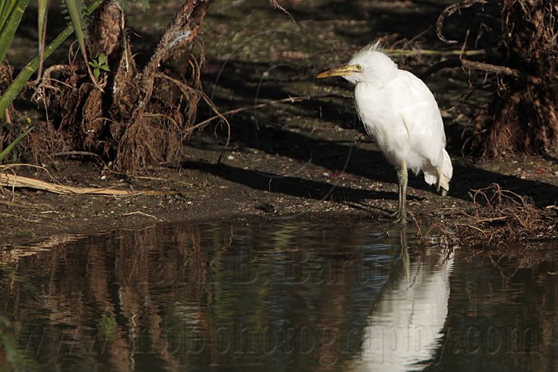 _MG_6015 Cattle Egret.jpg