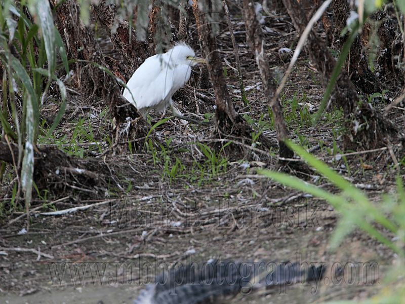 _MG_6450 Cattle Egret.jpg