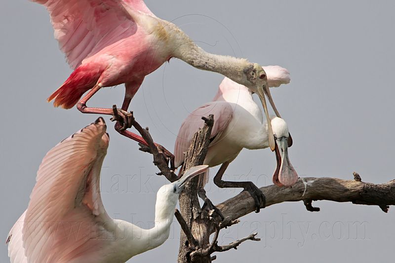 _MG_6343 Roseate Spoonbill.jpg