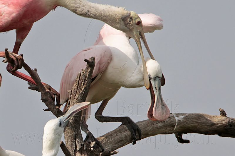 _MG_6343crop Roseate Spoonbill.jpg