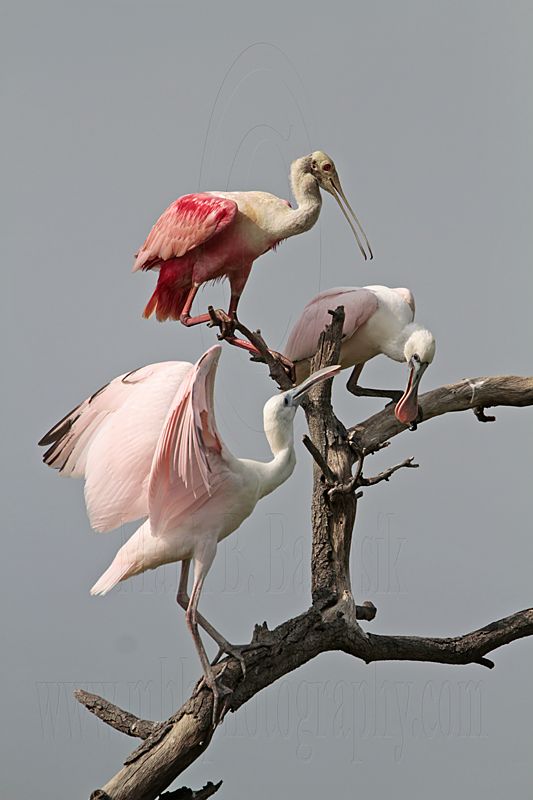_MG_6368 Roseate Spoonbill.jpg