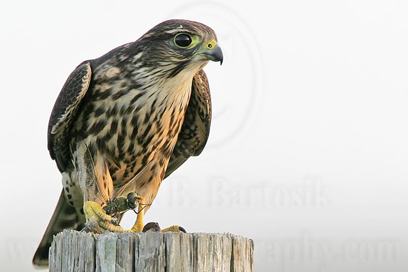 _MG_0837 Merlin.jpg