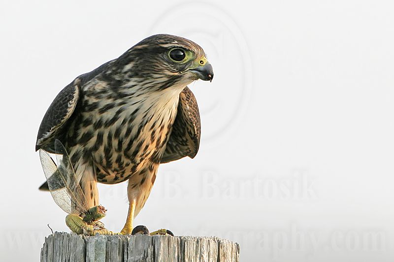 _MG_0879 Merlin.jpg