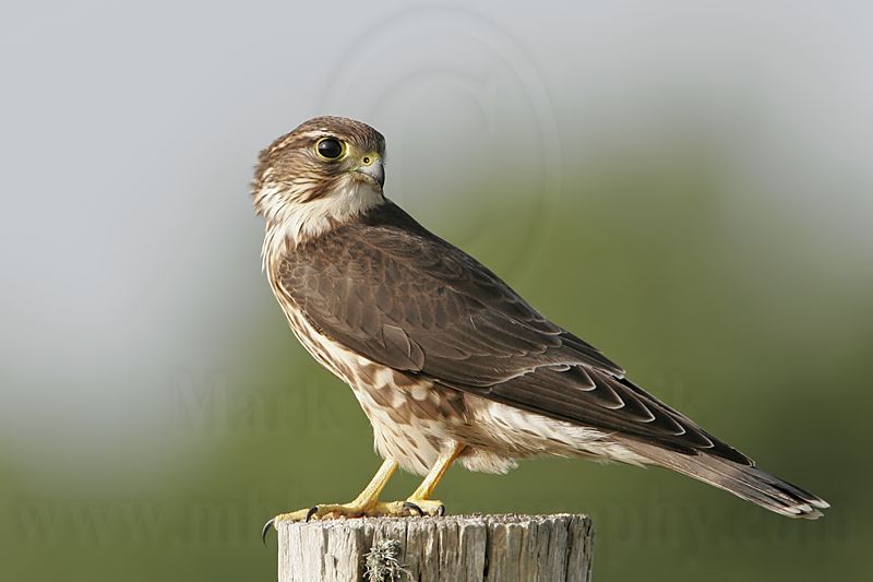 _MG_1052 Merlin.jpg