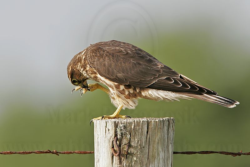 _MG_1071 Merlin.jpg