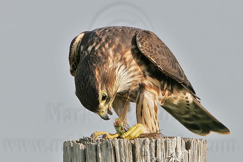 _MG_1177 Merlin.jpg