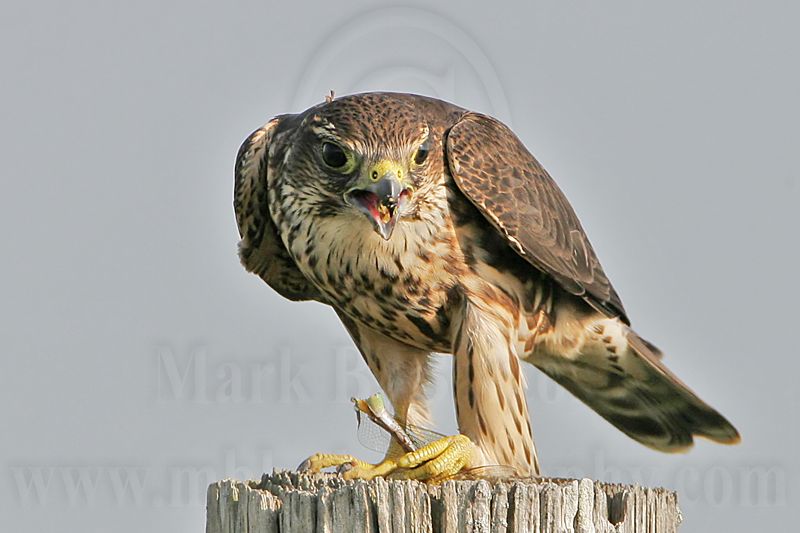 _MG_1220 Merlin.jpg