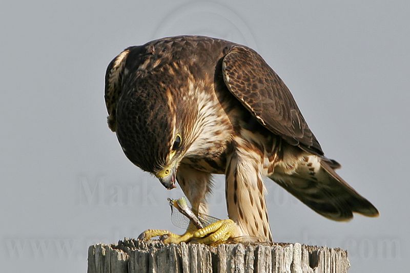 _MG_1221 Merlin.jpg