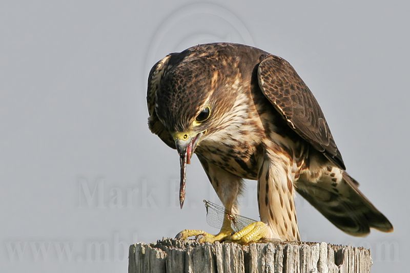 _MG_1222 Merlin.jpg