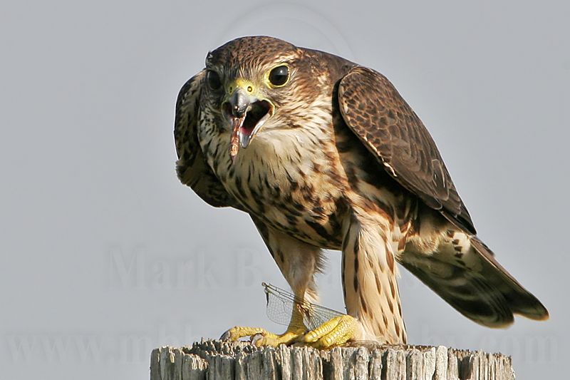 _MG_1223 Merlin.jpg