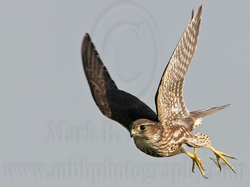 _MG_1264 Merlin.jpg