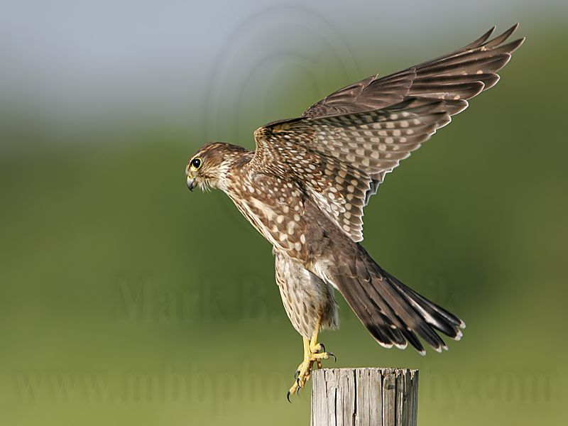 _MG_1464 Merlin.jpg