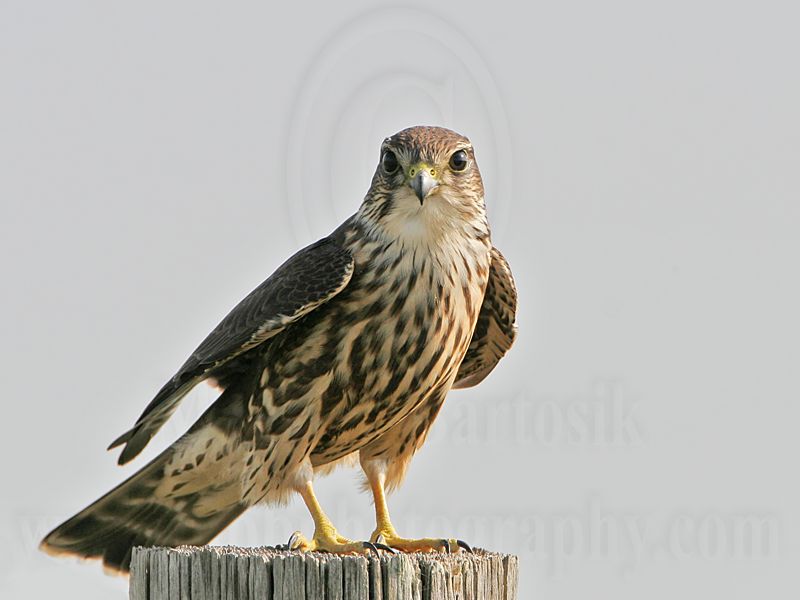 _MG_1636 Merlin.jpg