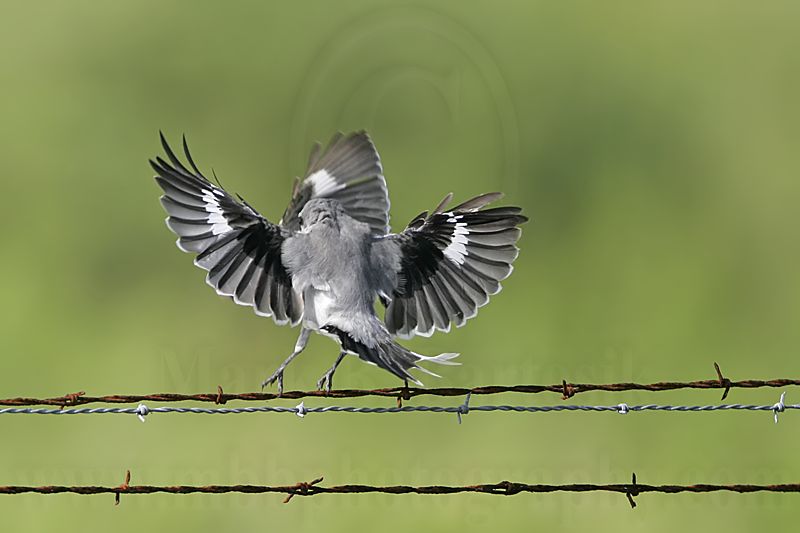 _MG_1703 Loggerhead Shrike.jpg