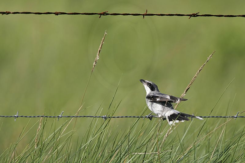 _MG_1706 Loggerhead Shrike.jpg