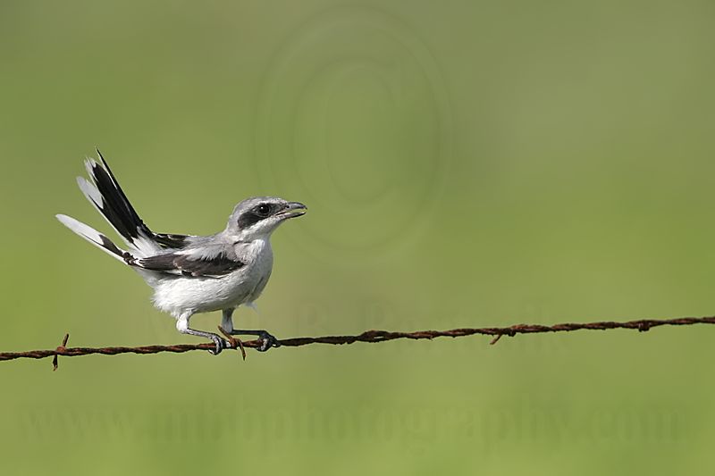 _MG_1716 Loggerhead Shrike.jpg