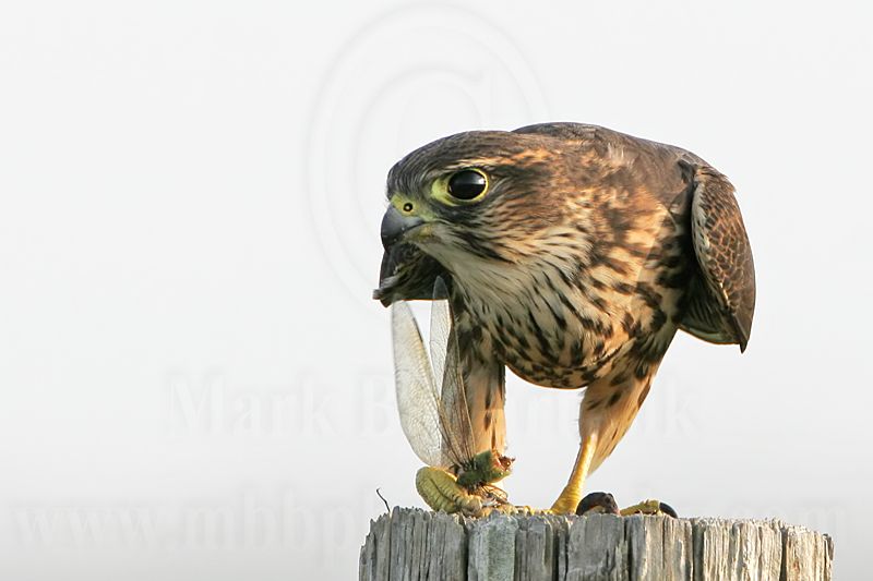 _MG_0881 Merlin.jpg