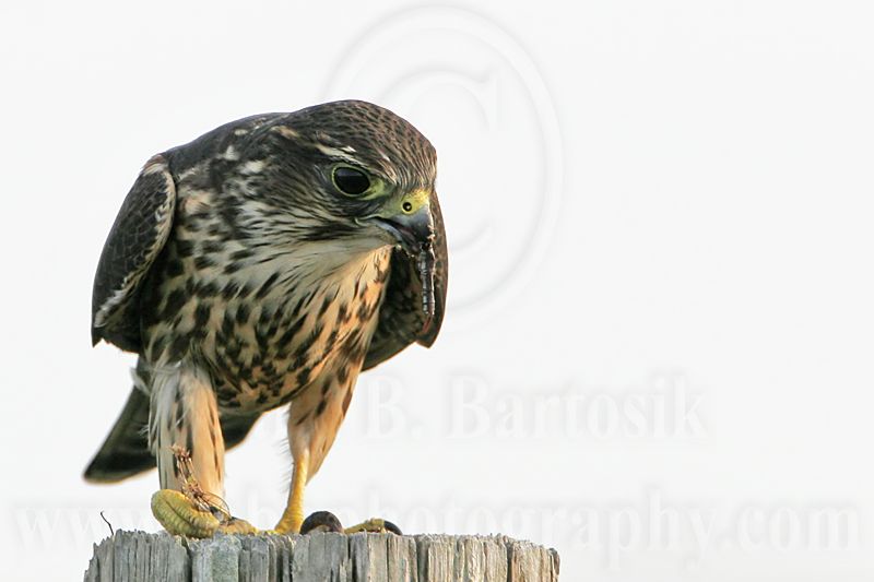 _MG_0924 Merlin.jpg