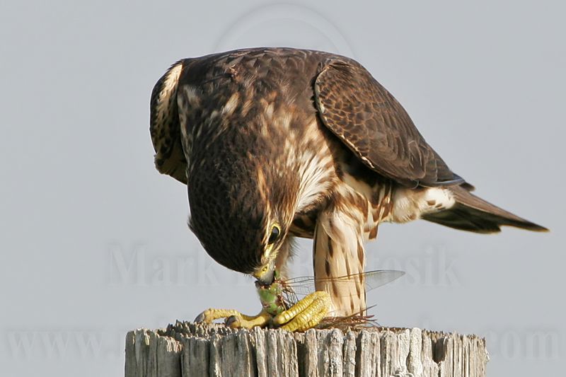 _MG_1167 Merlin.jpg