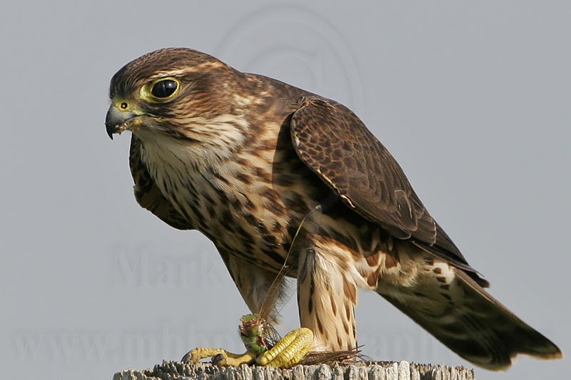 _MG_1176 Merlin.jpg
