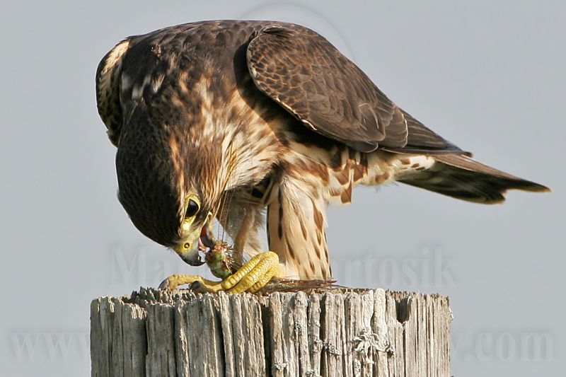 _MG_1180 Merlin.jpg