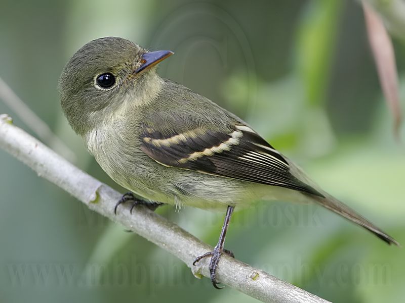 _MG_3275 Least Flycatcher.jpg
