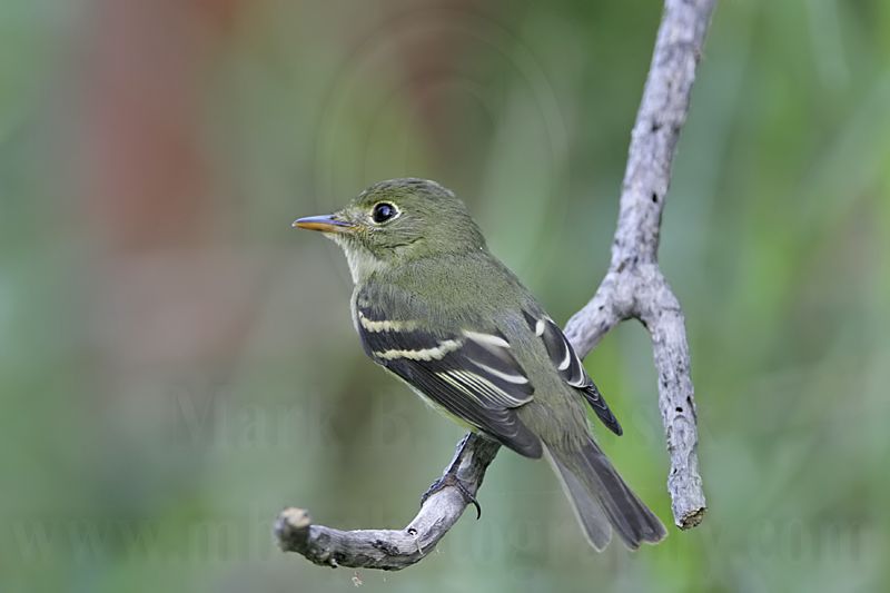 _MG_3366 Least Flycatcher.jpg
