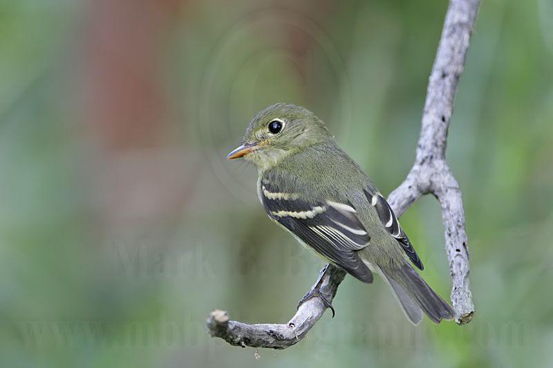 _MG_3368 Least Flycatcher.jpg