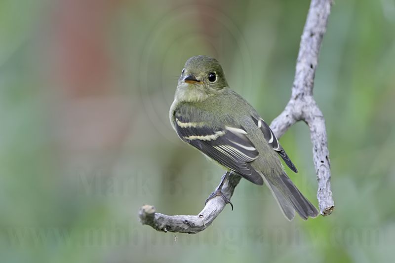 _MG_3382 Least Flycatcher.jpg