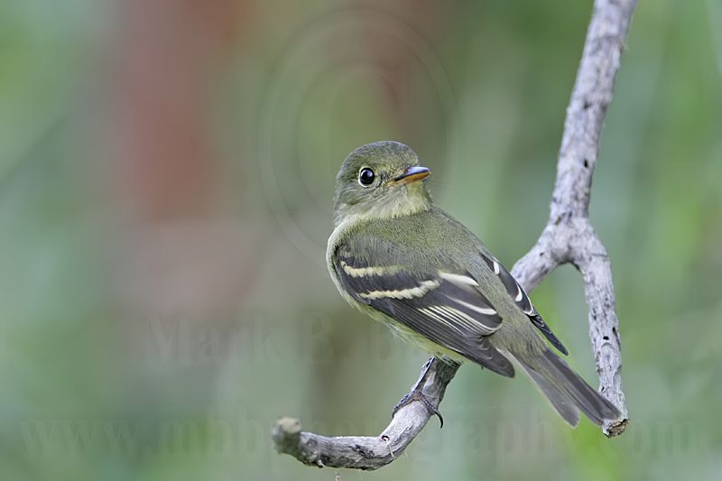 _MG_3384 Least Flycatcher.jpg