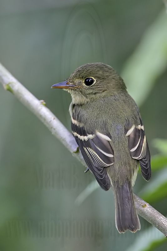 _MG_3401 Least Flycatcher.jpg