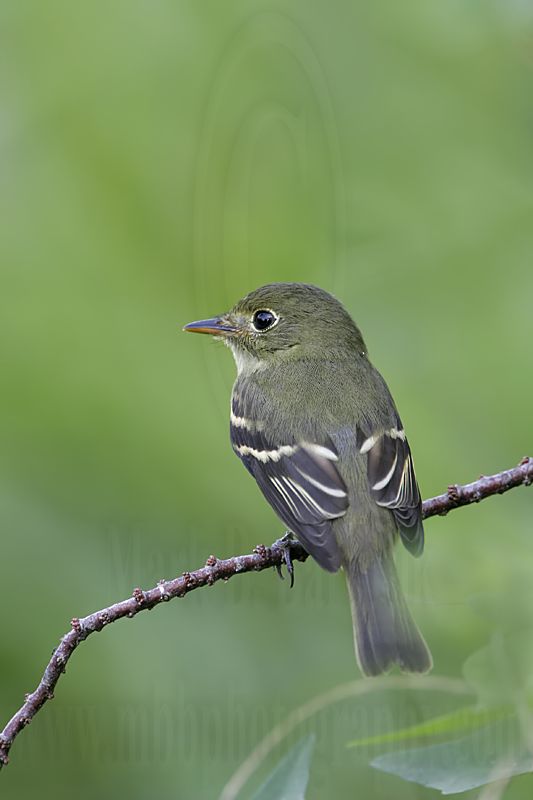 _MG_3452 Least Flycatcher.jpg