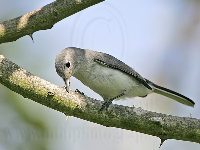 _MG_1949 Blue-gray Gnatcatcher.jpg