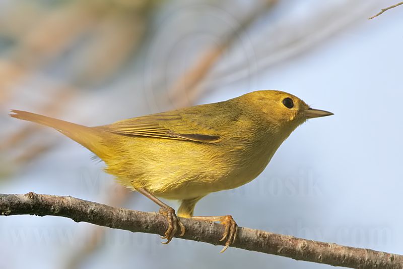 _MG_3500 Yellow Warbler.jpg
