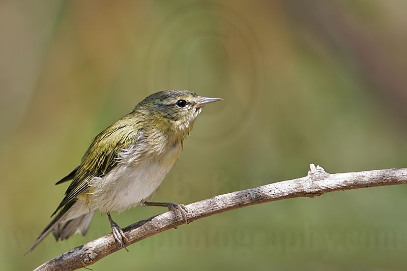 _MG_2420 Tennessee Warbler.jpg