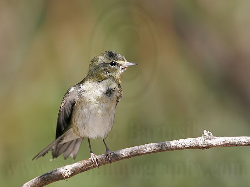 _MG_2431 Tennessee Warbler.jpg