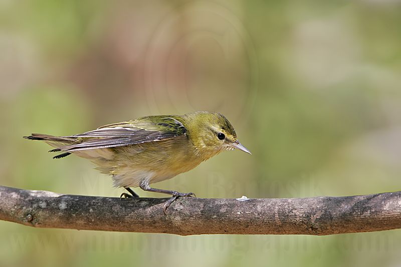 _MG_2461 Tennessee Warbler.jpg