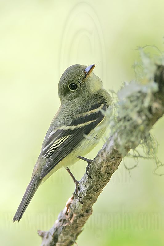 _MG_2528 Least Flycatcher.jpg