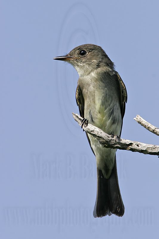 _MG_2999 Eastern Wood-Pewee.jpg