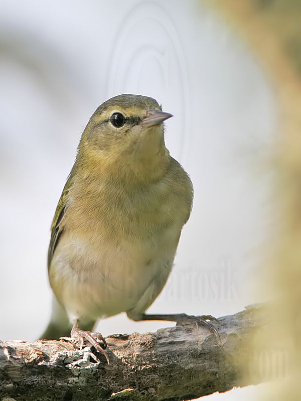 _MG_3017 Tennessee Warbler.jpg