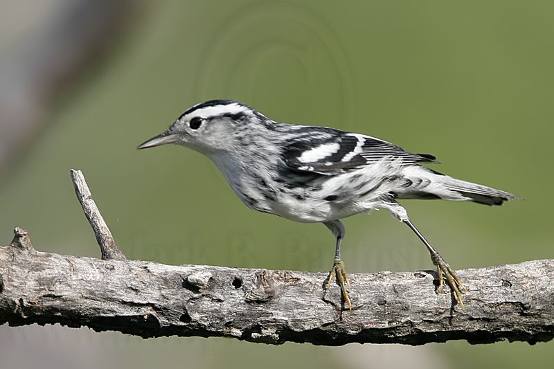 _MG_3053 Black-and-White Warbler.jpg