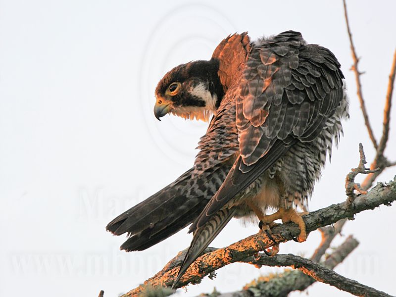 _MG_4401 Peregrine Falcon.jpg