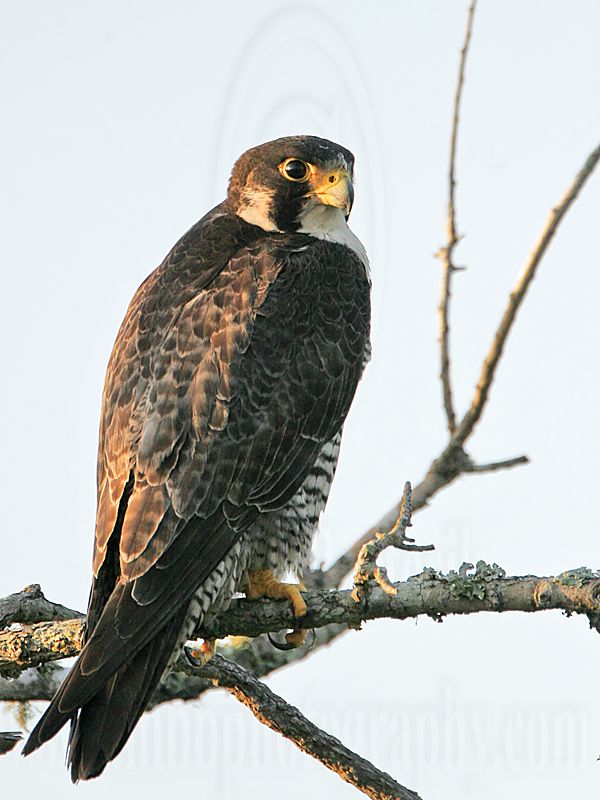 _MG_4985 Peregrine Falcon.jpg